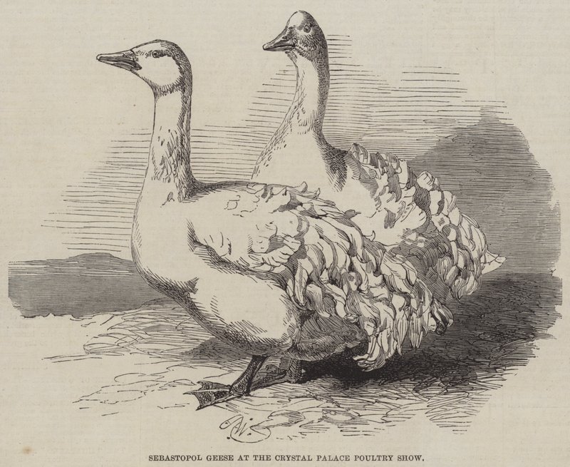 Oche di Sebastopoli alla mostra avicola del Crystal Palace da Harrison William Weir