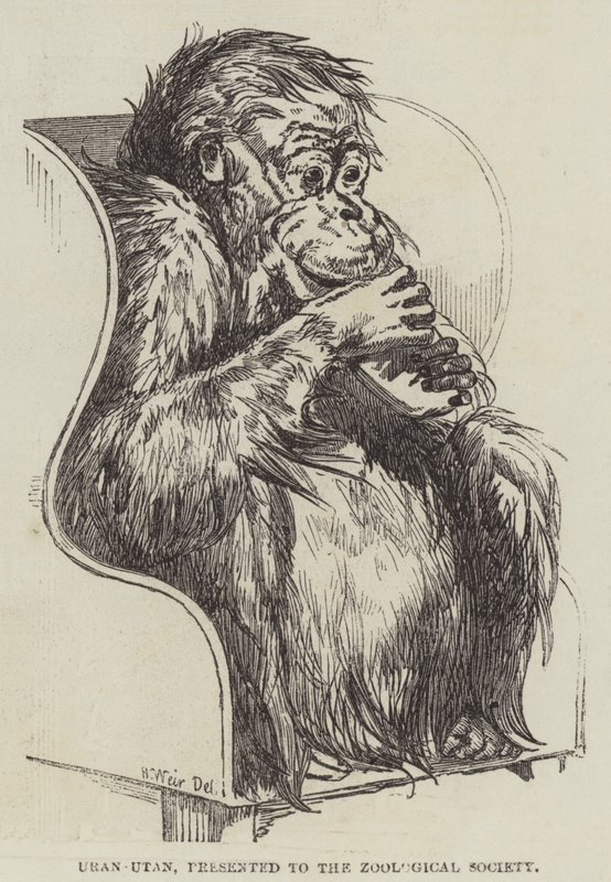 Uran-Utan, presentato alla Società Zoologica da Harrison William Weir