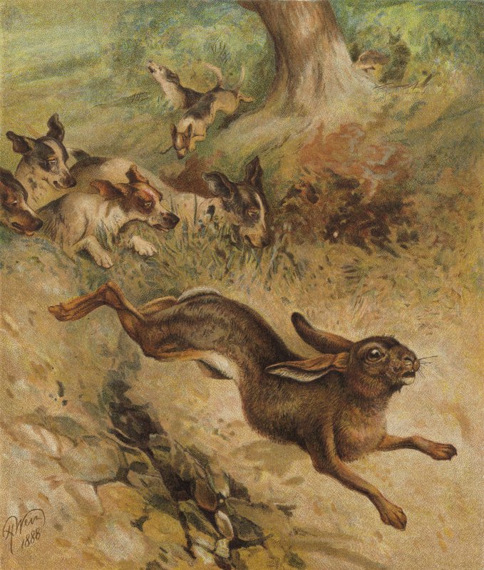 Una corsa per la vita da Harrison William Weir