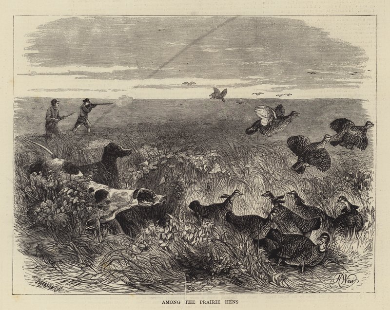 Tra le galline della prateria da Harrison William Weir