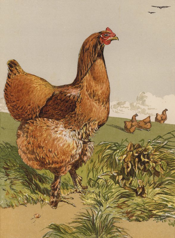Gallina Cochin cannella da Harrison William Weir