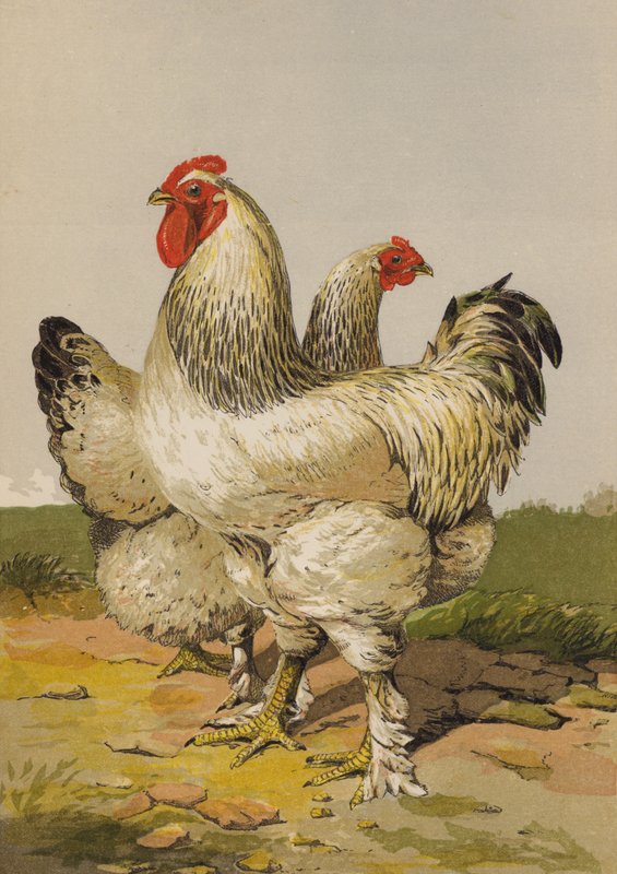 Brahmas Chiare da Harrison William Weir