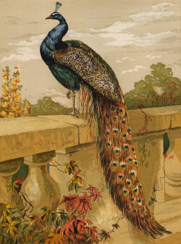 Pavone da Harrison William Weir