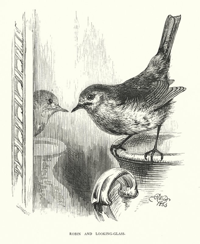 Robin e lo specchio (incisione) da Harrison William Weir