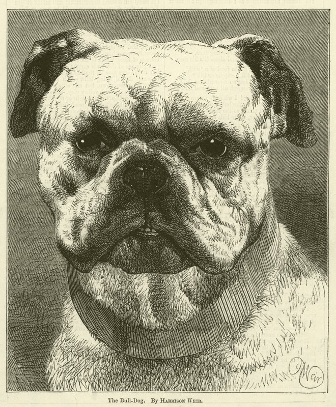 Il Bulldog da Harrison William Weir