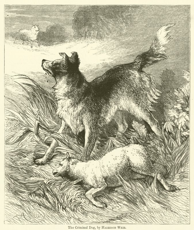 Il cane criminale da Harrison William Weir