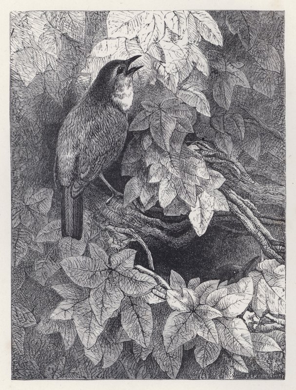 Il Nido dei Pettirossi da Harrison William Weir
