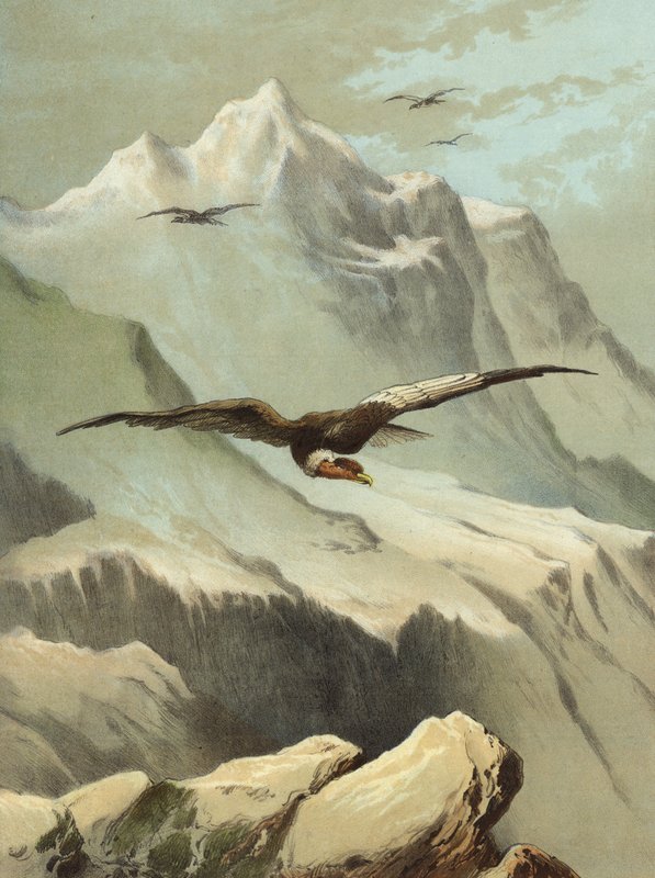 Condor (cromolitografia) da Hector Giacomelli