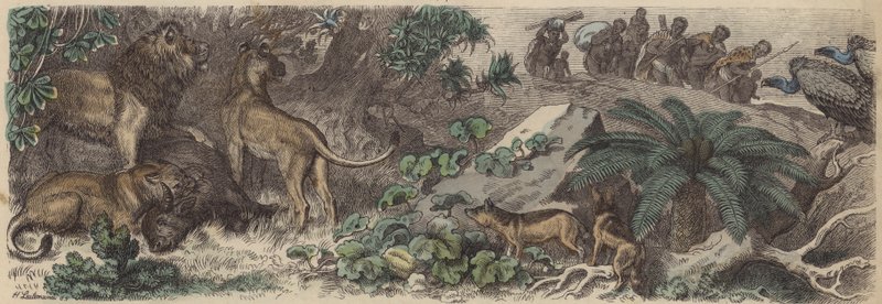 Sudafrica da Heinrich Leutemann