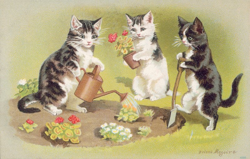 Cartolina del gatto da Helena J. Maguire
