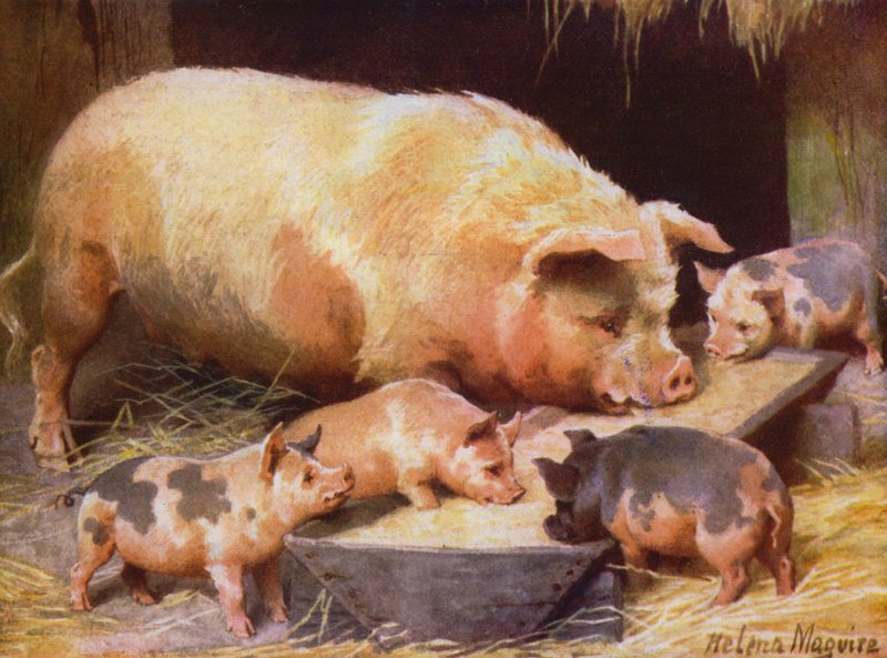 Scrofa e maialini da Helena J. Maguire