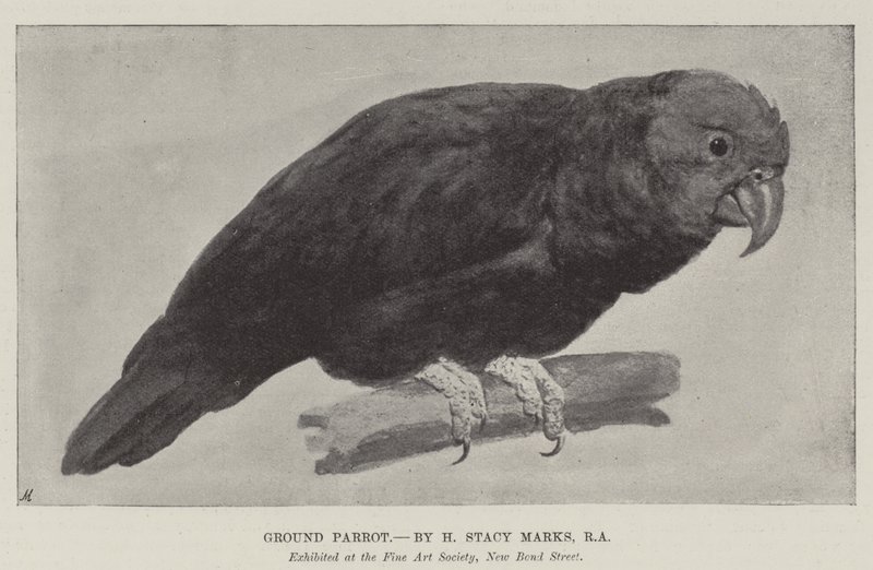 Pappagallo terrestre da Henry Stacey Marks