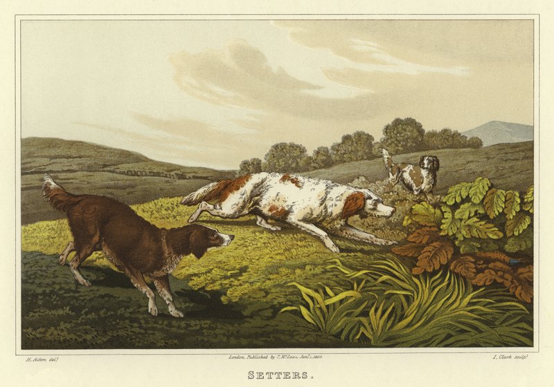 Setter da Henry Thomas Alken