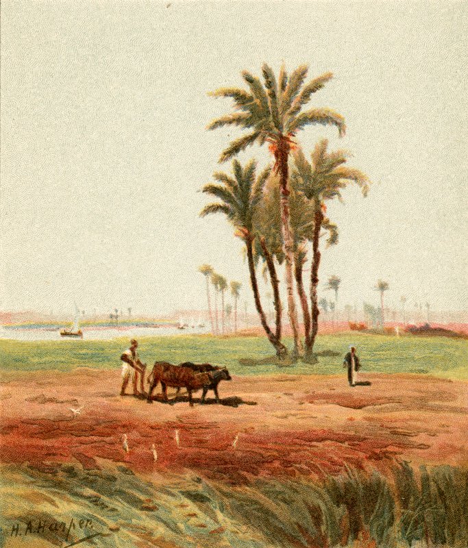 Nel campo da Henry Andrew Harper