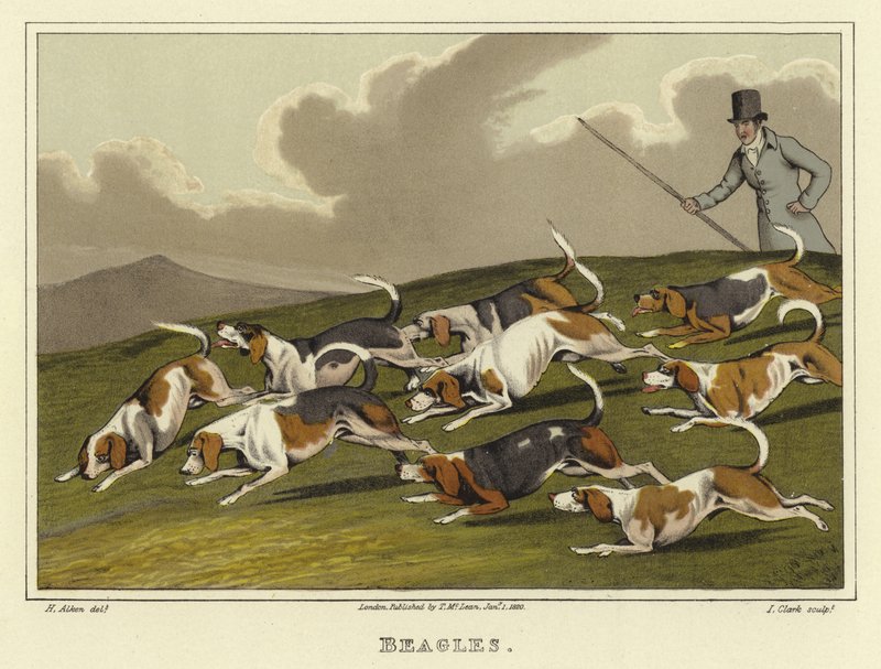 Beagle da Henry Thomas Alken