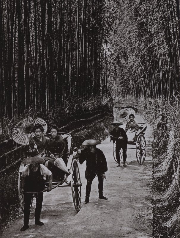 Un Viale di Bambù a Kyoto da Herbert Ponting