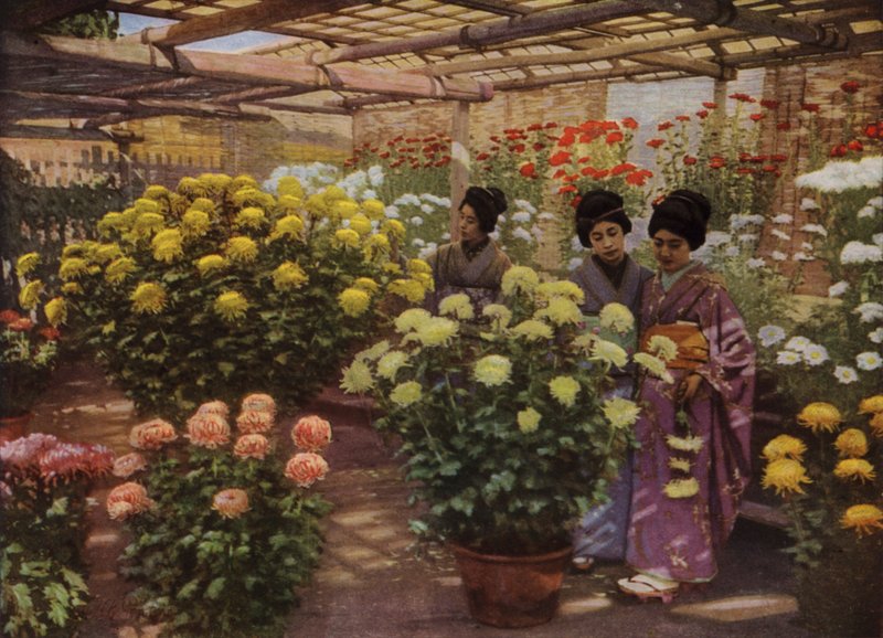 Alla mostra dei crisantemi da Herbert Ponting