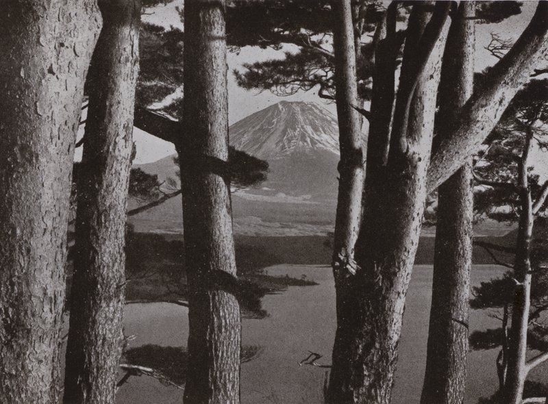 Fuji attraverso i pini da Herbert Ponting