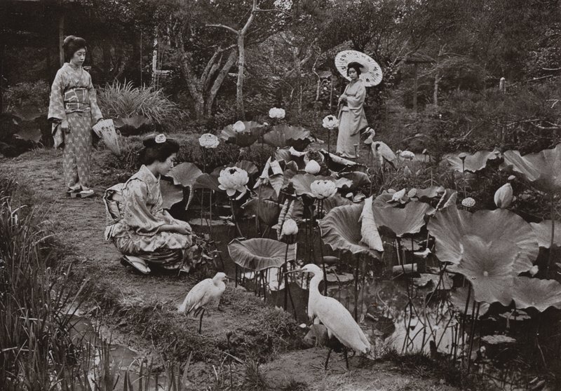 In un Giardino di Loto da Herbert Ponting