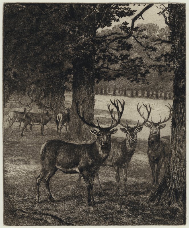 Cervi nel parco di Windsor da Heywood (after) Hardy