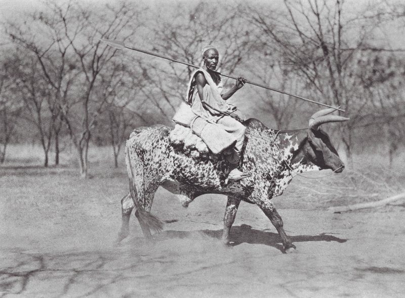 Africa: Cavaliere di bue Aulad Hamid da Hugo Adolf Bernatzik