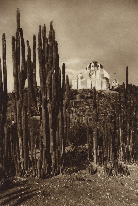 Messico: Zapottlan, "Cereus bavosus" (foto b/n) da Hugo Brehme