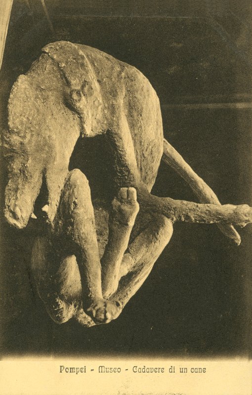 Pompei, Museo, Cadavere di un cane da Italian Photographer