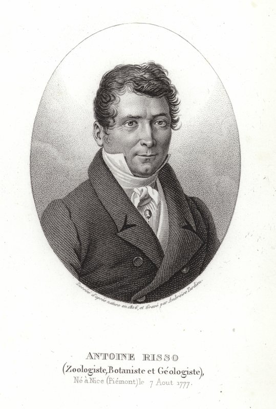 Antoine Risso da Italian School