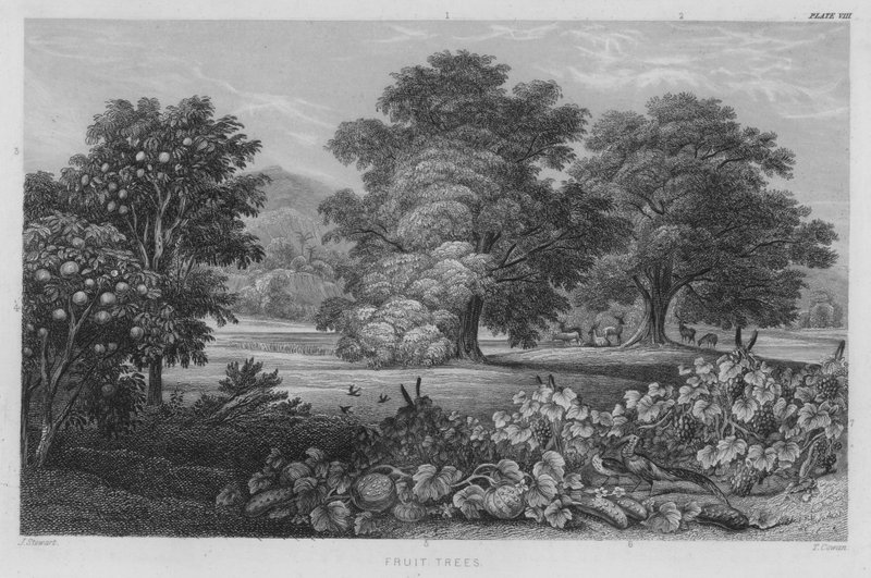 Alberi da frutto da J. (after) Stewart
