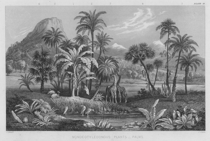 Piante monocotiledoni, palme da J. (after) Stewart
