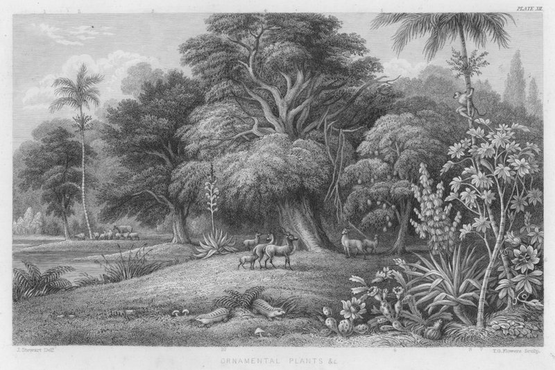 Piante Ornamentali ecc. da J. (after) Stewart