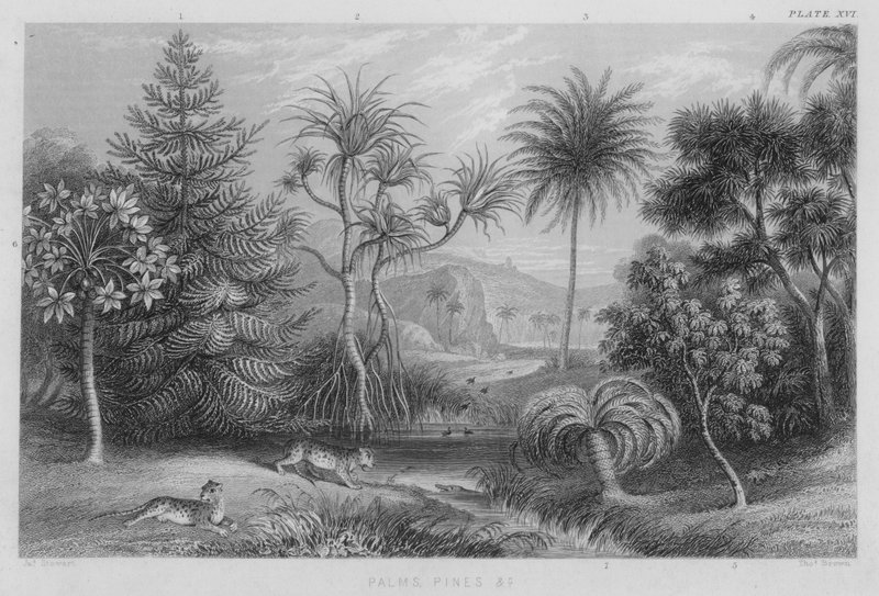 Palme, Pini ecc. da J. (after) Stewart