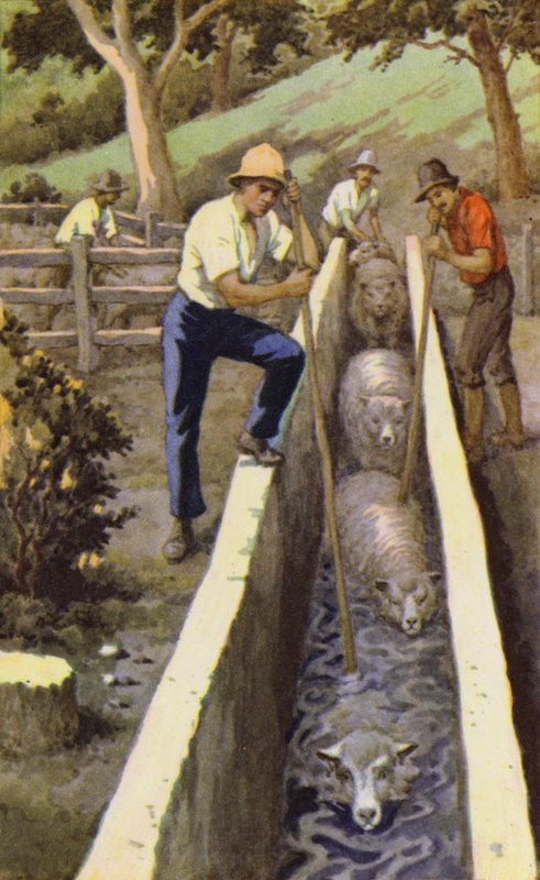 Tosatura delle pecore da J. Macfarlane