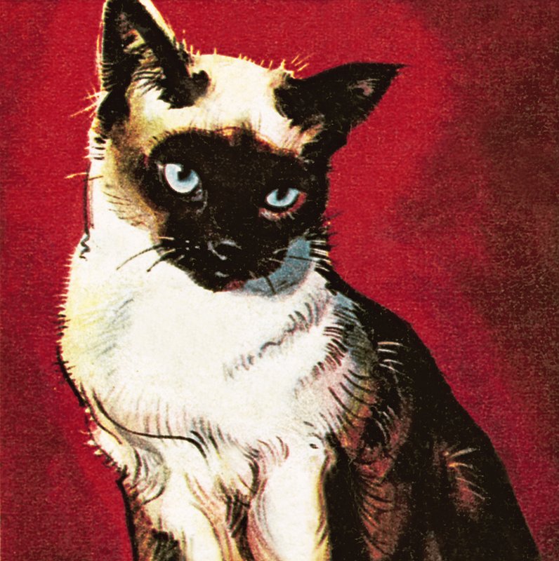 Siamese cat da James Edwin McConnell