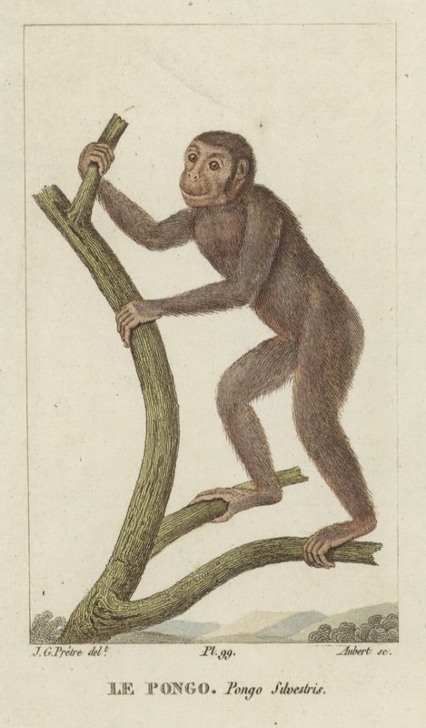 Pongo (Orangutan) da Jean Gabriel Pretre