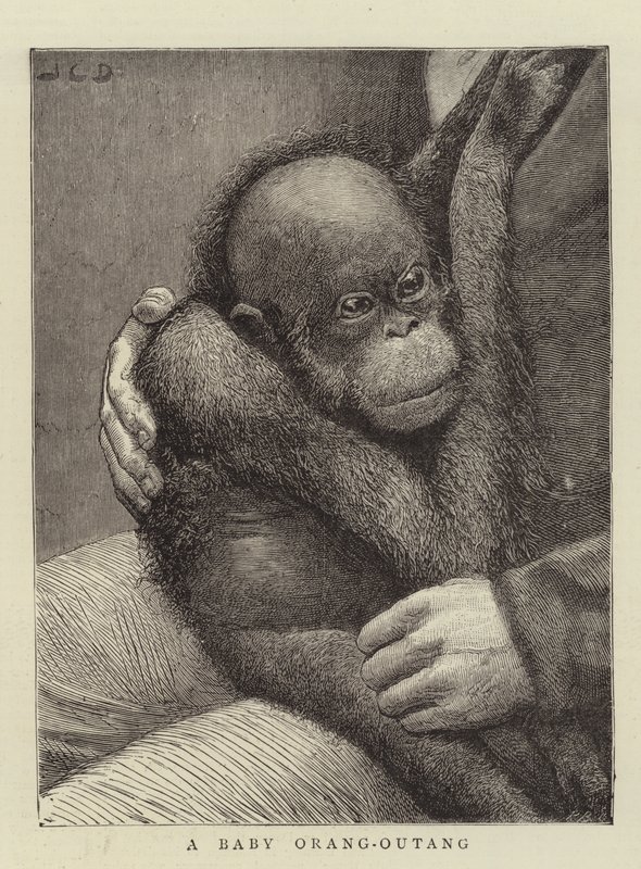 Un piccolo orangutan da John Charles Dollman