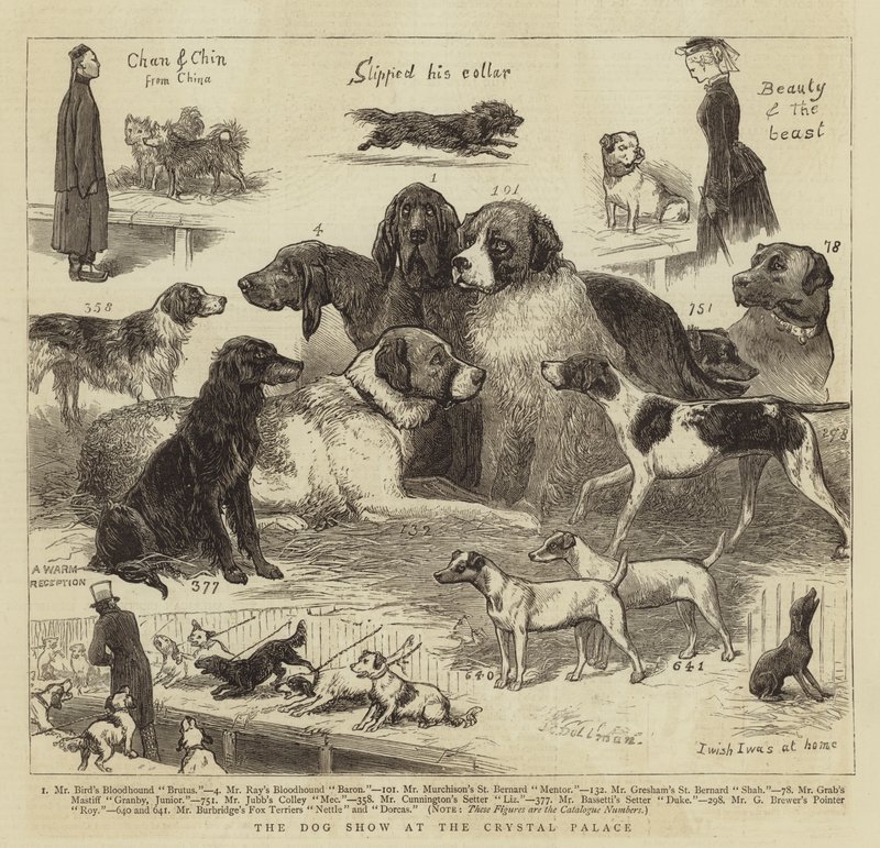 La mostra canina al Crystal Palace da John Charles Dollman
