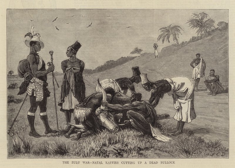 La Guerra Zulu, i Natal Kaffir che tagliano un Bue Morto da John Charles Dollman