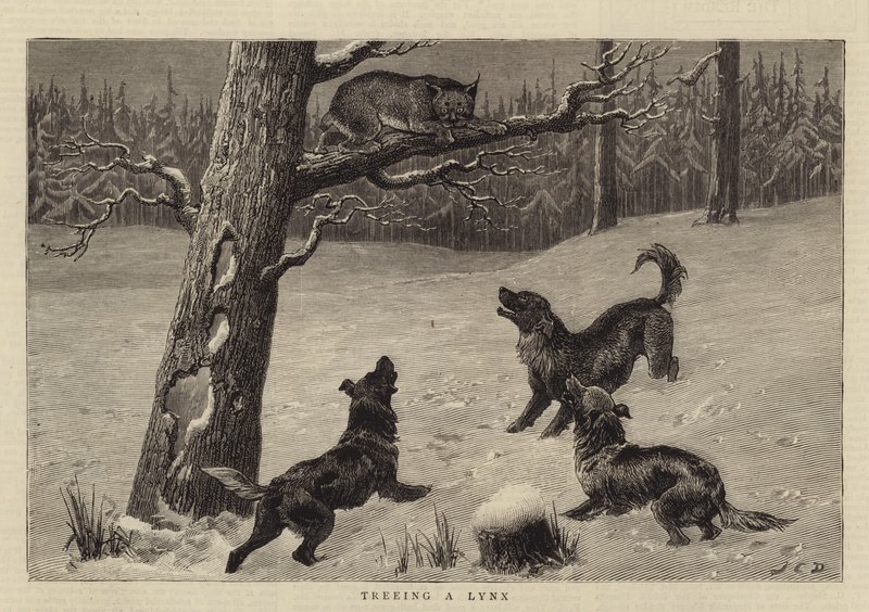 Caccia a una Lince da John Charles Dollman
