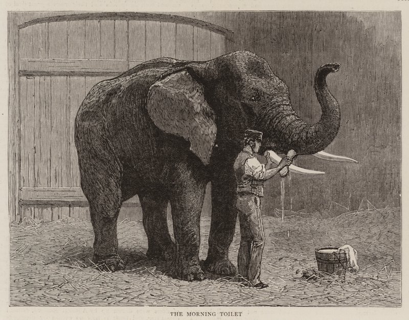 Passeggiate nello zoo da John Charles Dollman