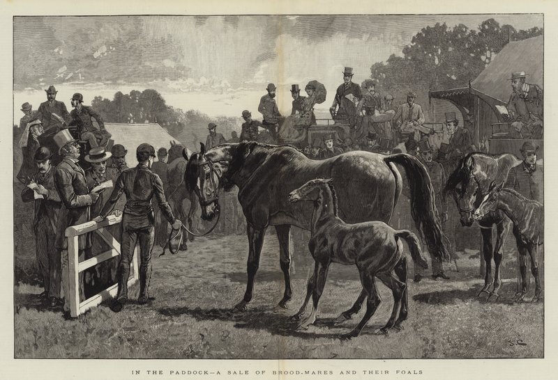 Nel paddock, una vendita di fattrici e i loro puledri da John Charlton