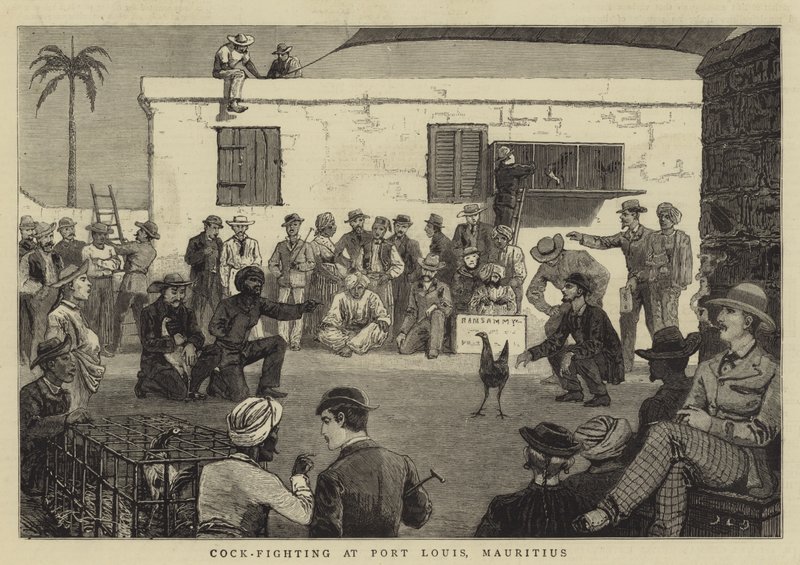 Combattimento di galli a Port Louis, Mauritius da John Charles Dollman