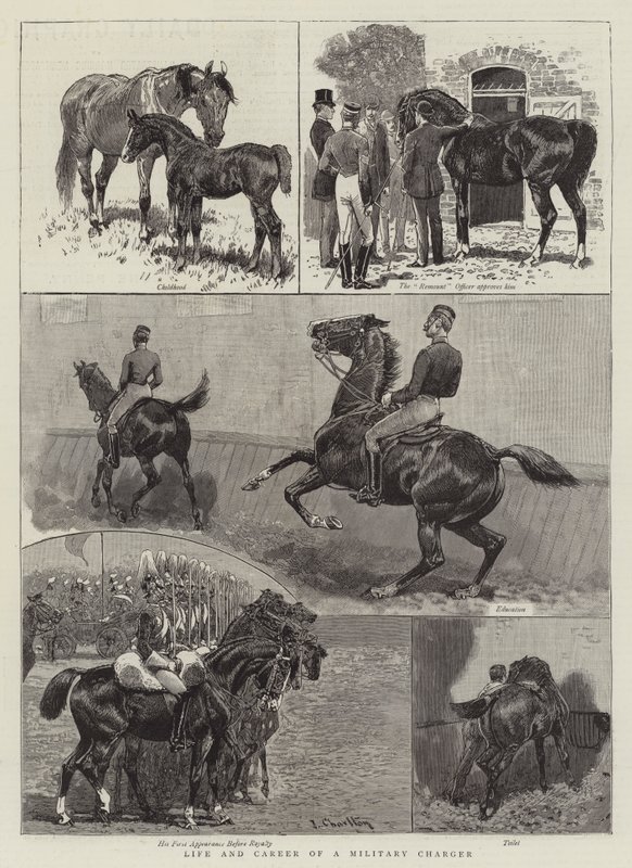 Vita e carriera di un cavallo militare da John Charlton