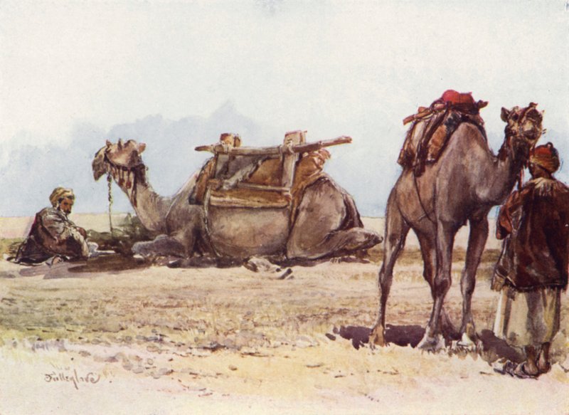 Studio di cammelli e attendenti da John Fulleylove