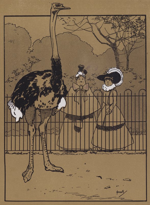 Piume di struzzo da John Hassall