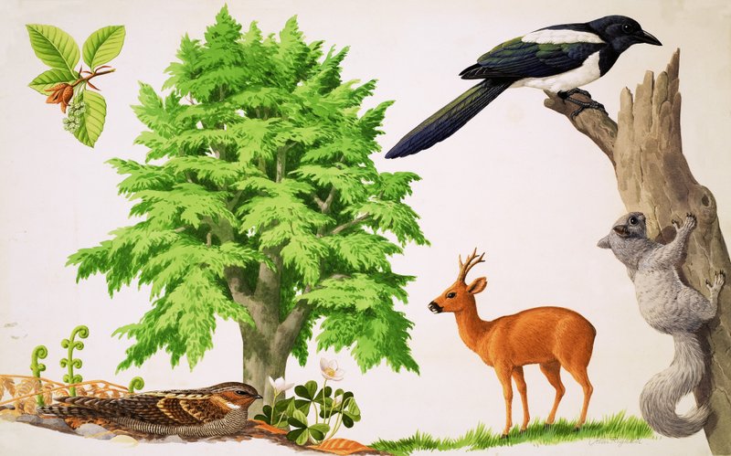 Il faggio da John Rignall
