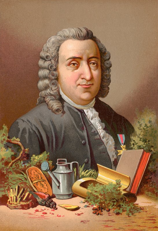 Carl Linnaeus da Jose Armet Portanell