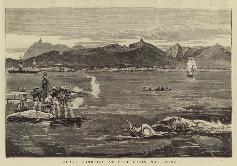 Caccia agli squali a Port Louis, Mauritius da Joseph Nash