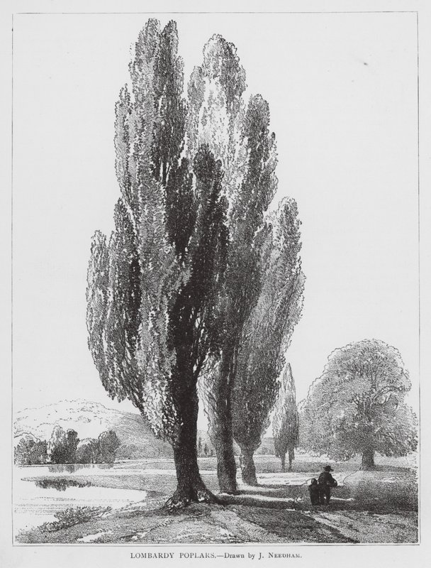 Pioppi lombardi da Joseph Needham
