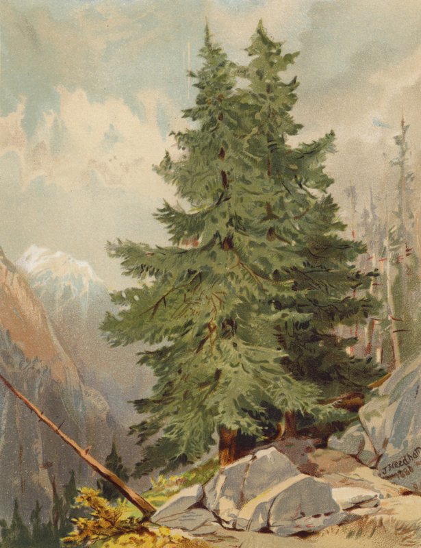 Il larice, scena alpina da Joseph Needham